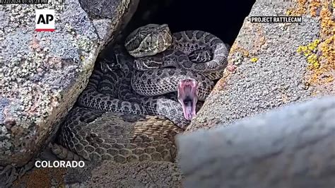 mega burrito menu|Newborn rattlesnakes at a 'mega den' in Colorado are making .
